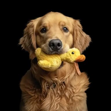 Just a cute dog
