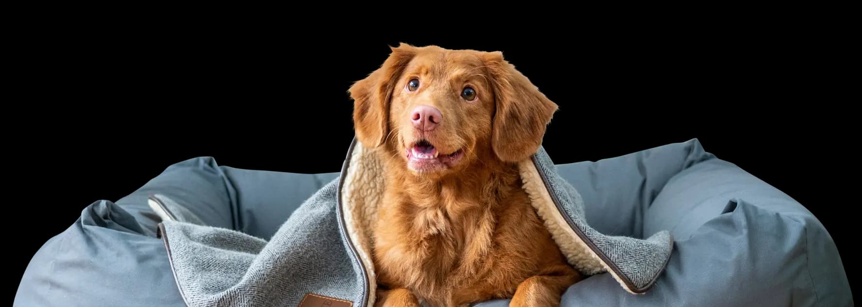 Pet Heroes case study title image